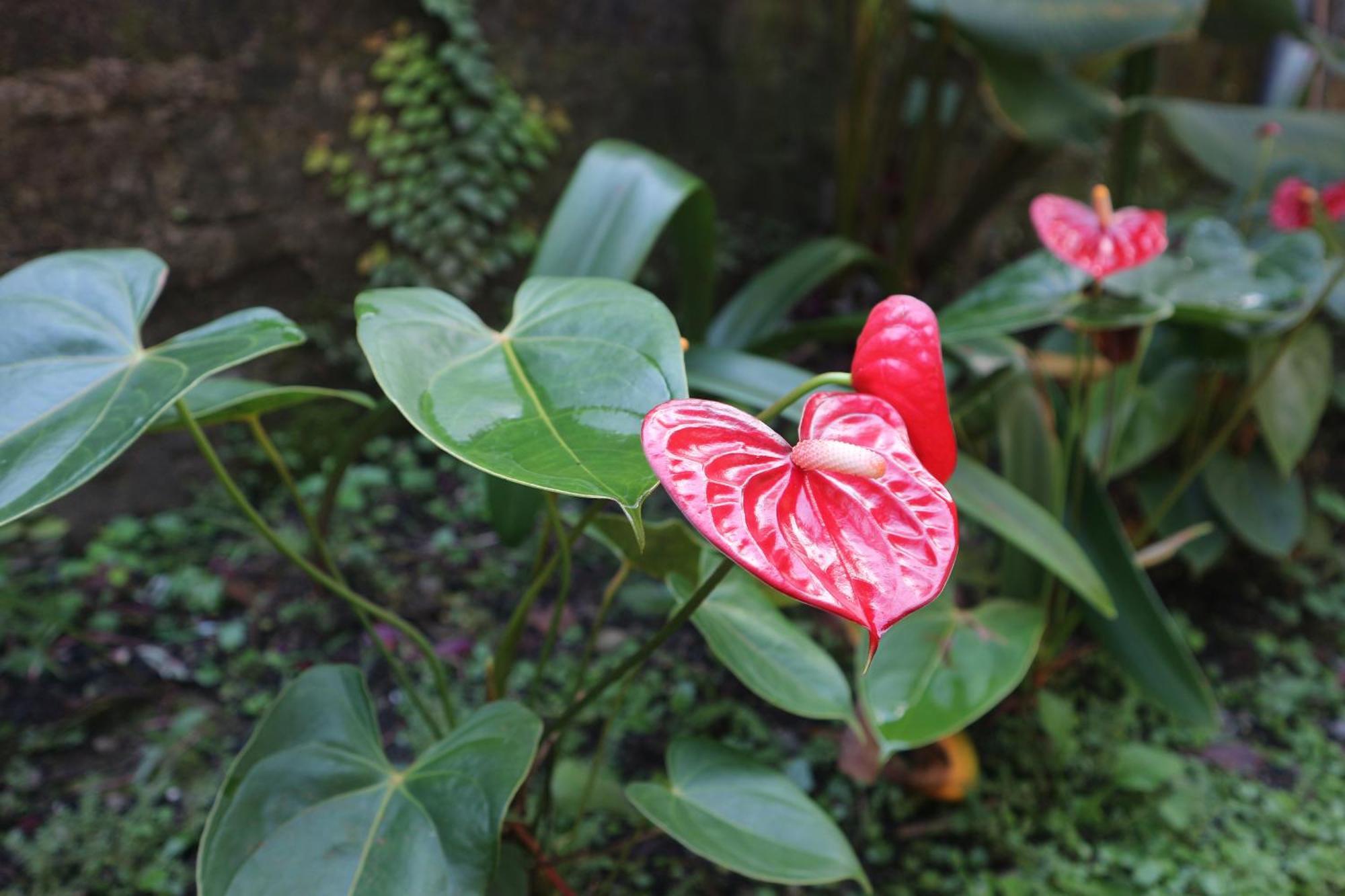 Tange Guest House Ruteng Luaran gambar